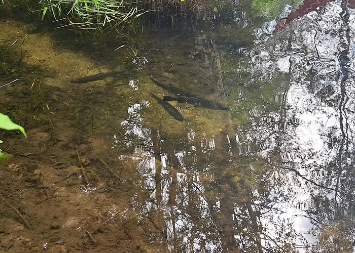 Gorskie Zacisze Bed & Breakfast